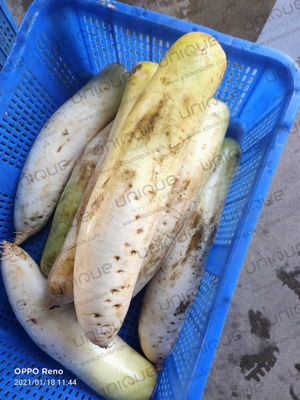 Mooli Peeler Automatic Peeling Machine per le industrie di trasformazione alimentare e il ravanello daikon