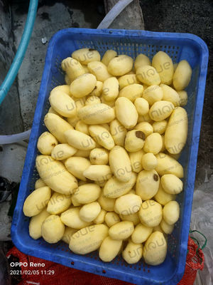 2022 Anno macchina automatica per lavare e pelare le patate nelle piccole imprese