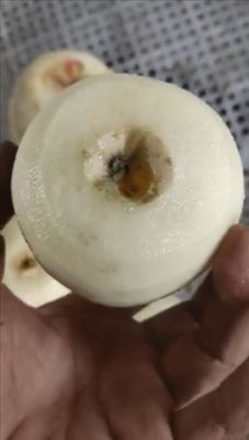 500 KG Macchina di pelaggio e depilazione completamente automatica per frutta industriale, mela, pera, kiwi, per il 2022