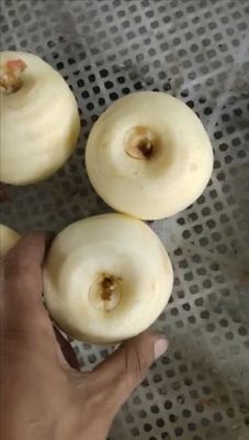 500 KG Macchina di pelaggio e depilazione completamente automatica per frutta industriale, mela, pera, kiwi, per il 2022