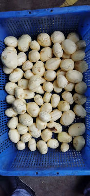 Macchina di lavaggio e sbucciatura di patate a tensione personalizzata per le industrie alimentari