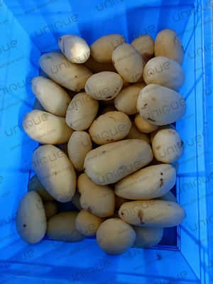 Macchina di lavaggio e sbucciatura di patate a tensione personalizzata per le industrie alimentari